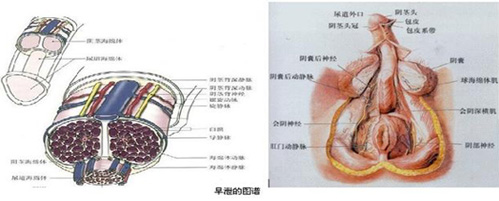 嘉兴治早泄多少钱